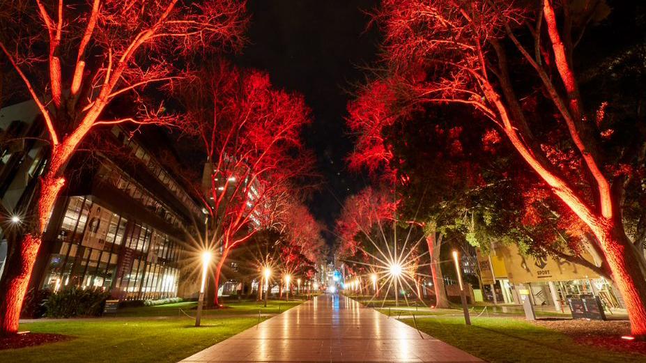 photo of path with red light on trees at night