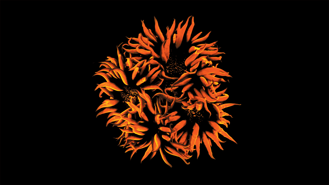 coral