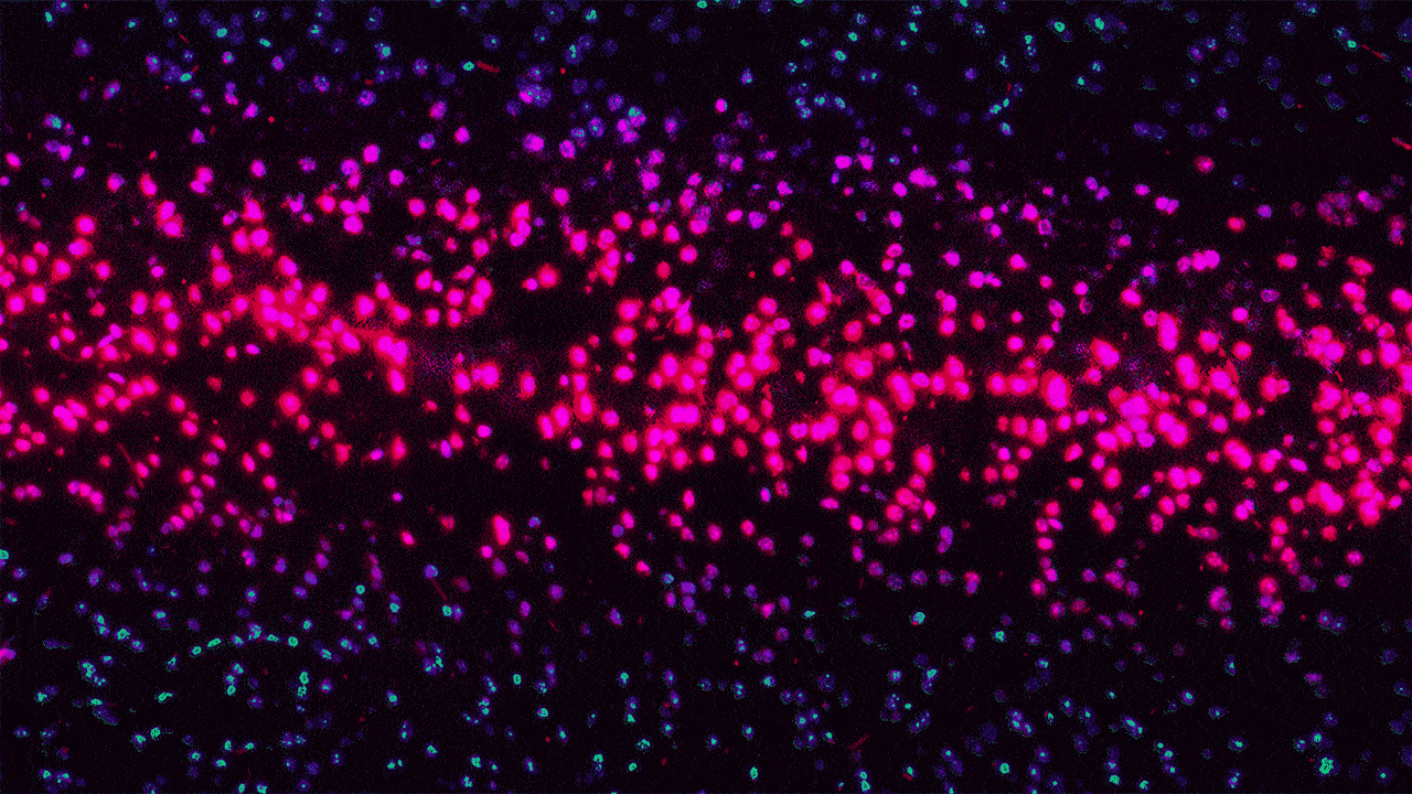 Cells 