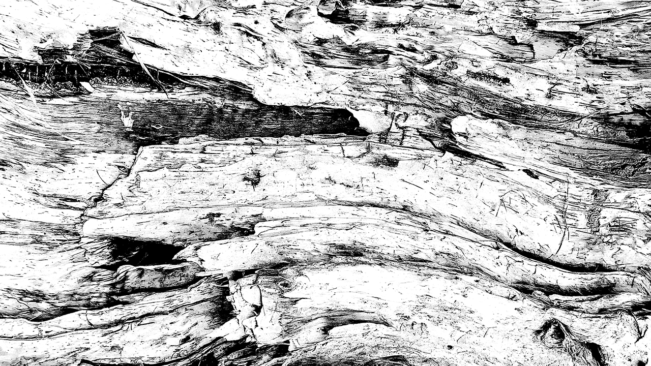 black and white close up photo of tree bark