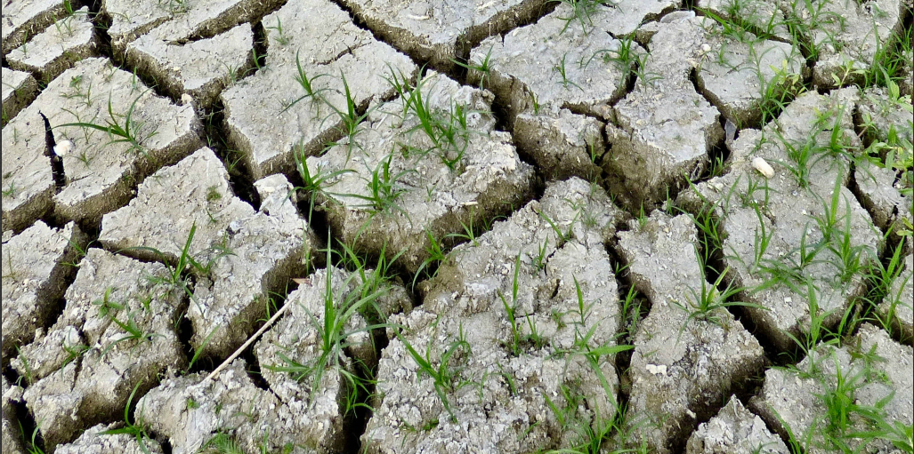 Image of cracked mud