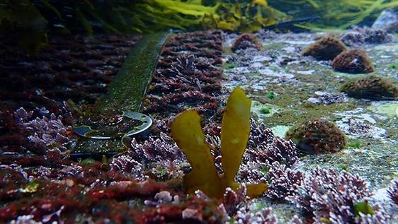underwater image of baby crayweed