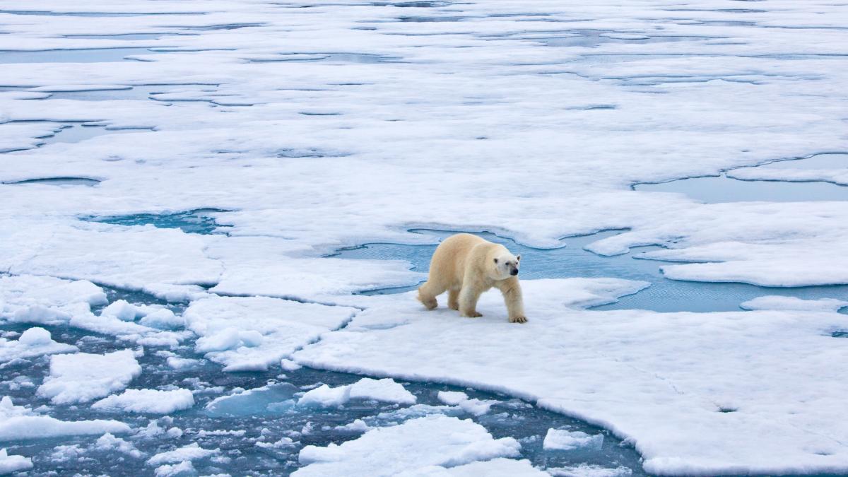 photo of polar bear on melting ice