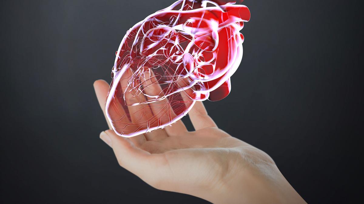 Computer generated image of a human heart
