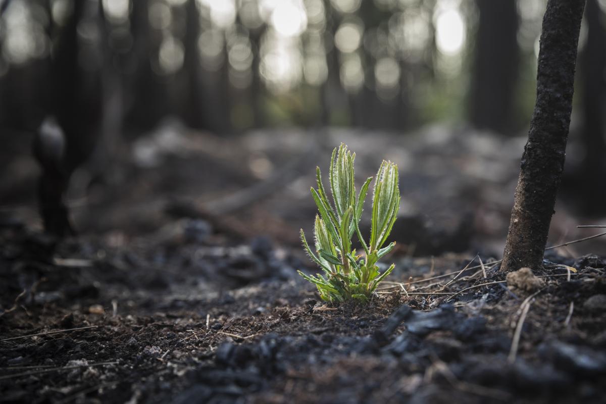 A green shoot emerges from a bushfire scene