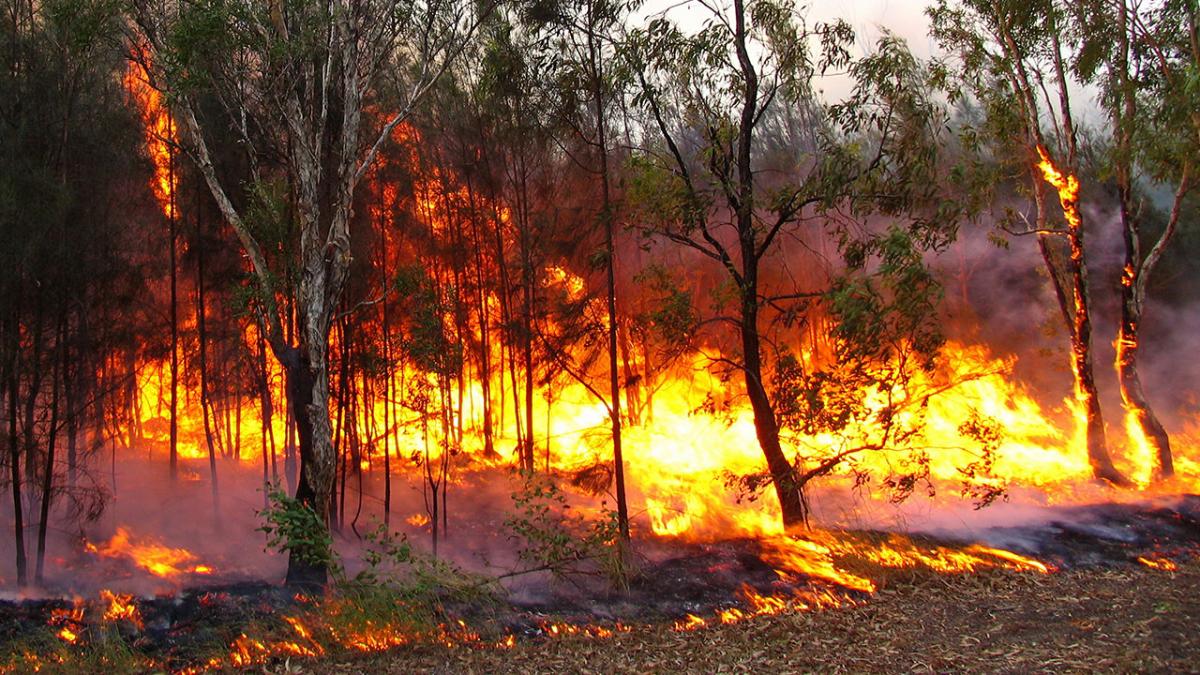 a photo of a bush fire