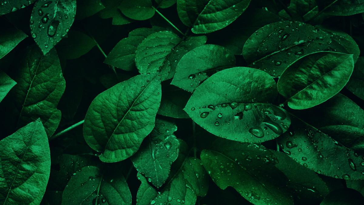 Image of dark green leaves