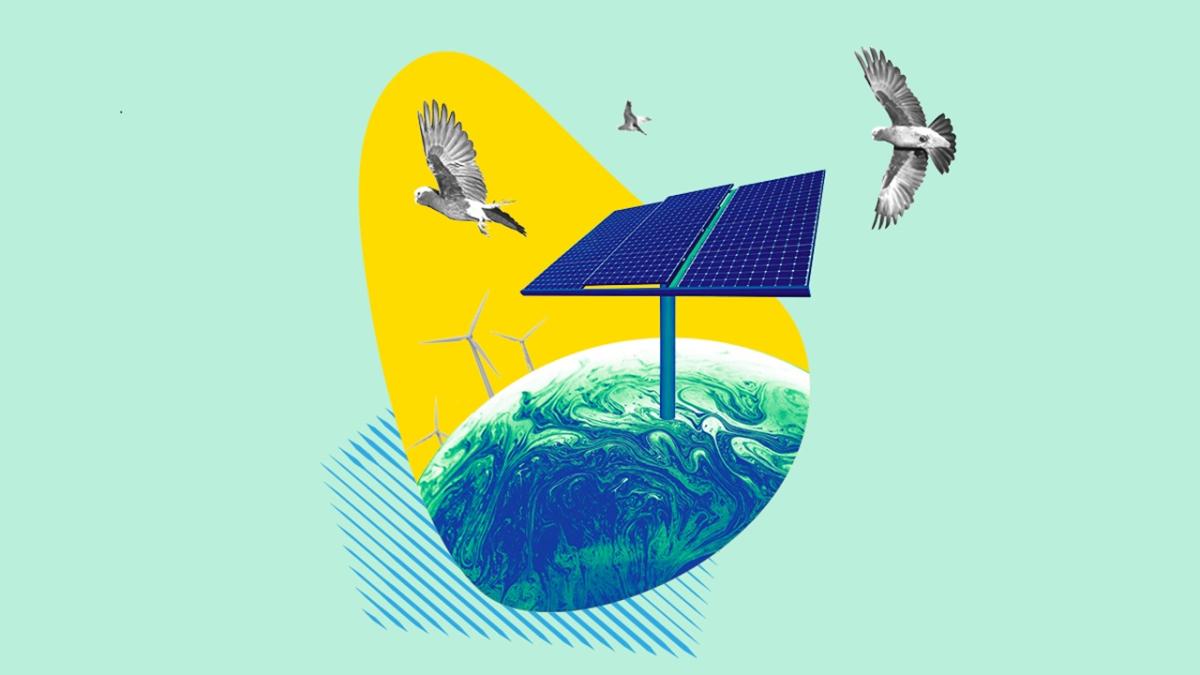 Cockatoos flying around wind turbines and solar panel